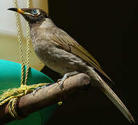 Bridled Honeyeater