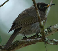 Bridled Honeyeater