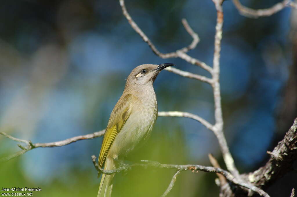 Brown Honeyeater male adult, identification