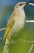 Brown Honeyeater