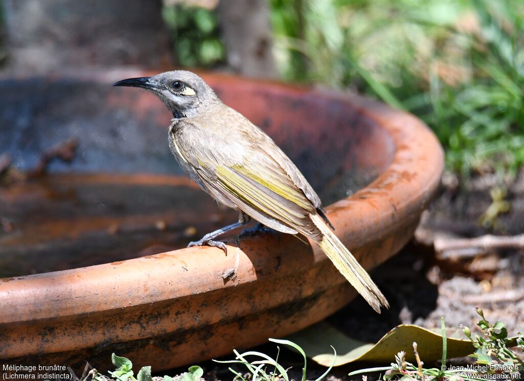 Brown Honeyeater