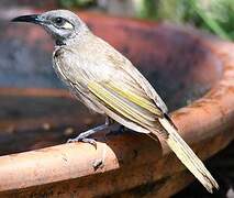 Brown Honeyeater