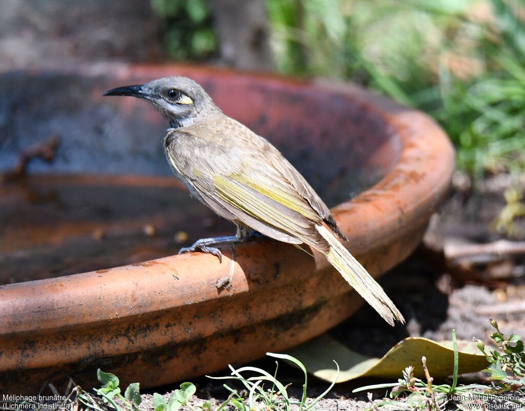 Brown Honeyeater