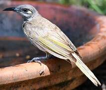 Brown Honeyeater