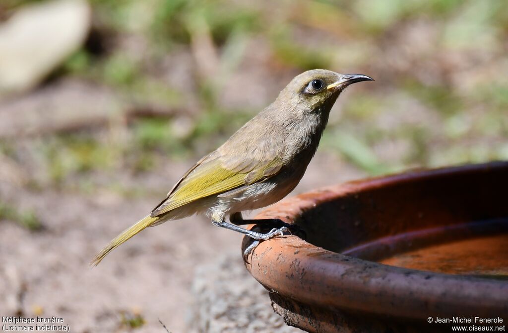 Brown Honeyeater