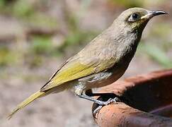 Brown Honeyeater