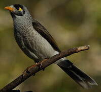 Noisy Miner