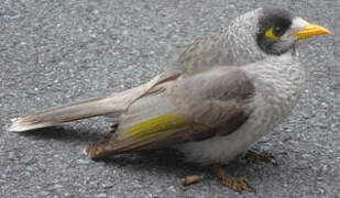 Noisy Miner