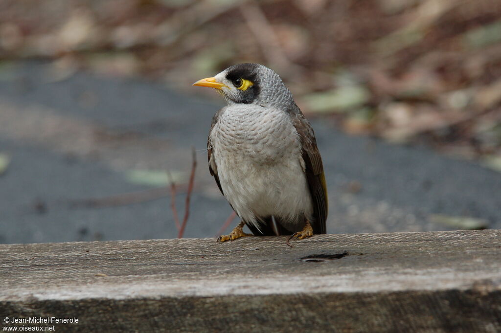 Noisy Miner