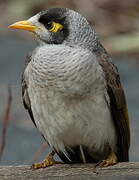 Noisy Miner