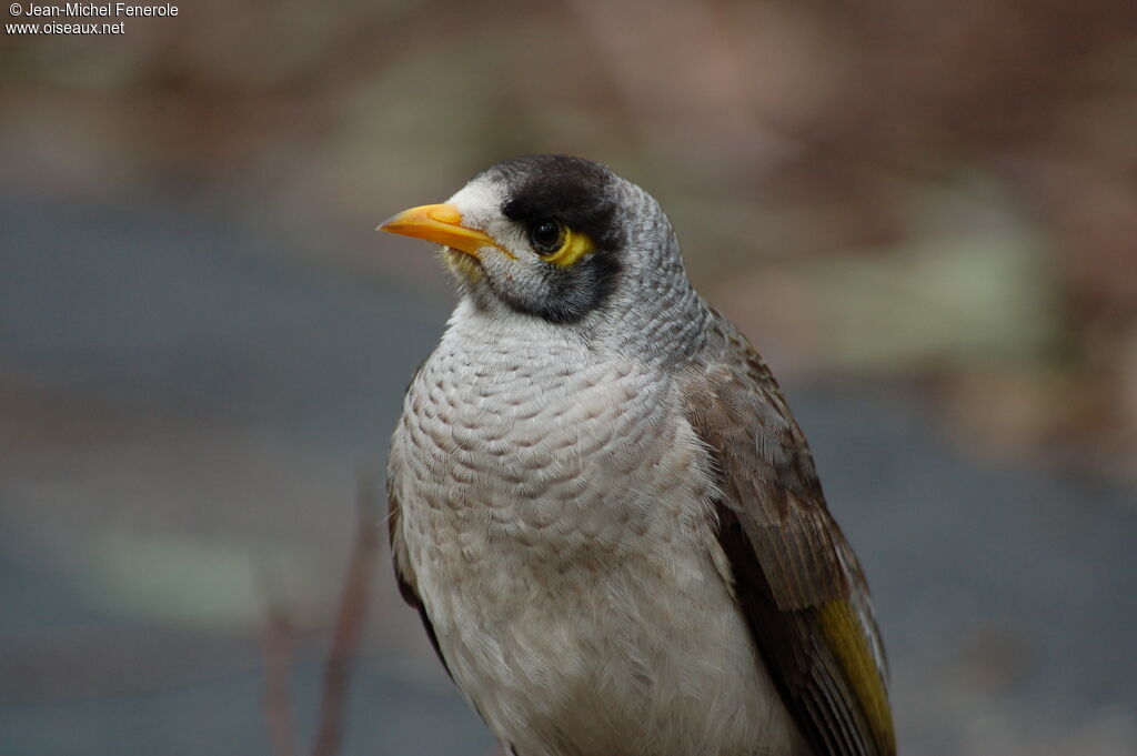 Noisy Miner