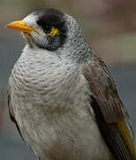 Noisy Miner