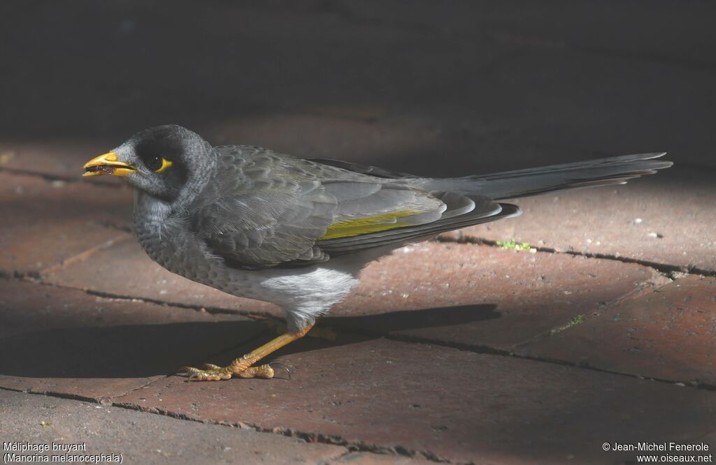 Noisy Miner