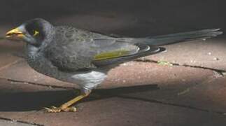 Noisy Miner