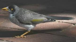 Noisy Miner