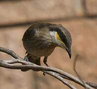 Singing Honeyeater