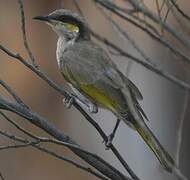 Singing Honeyeater