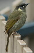 Lewin's Honeyeater