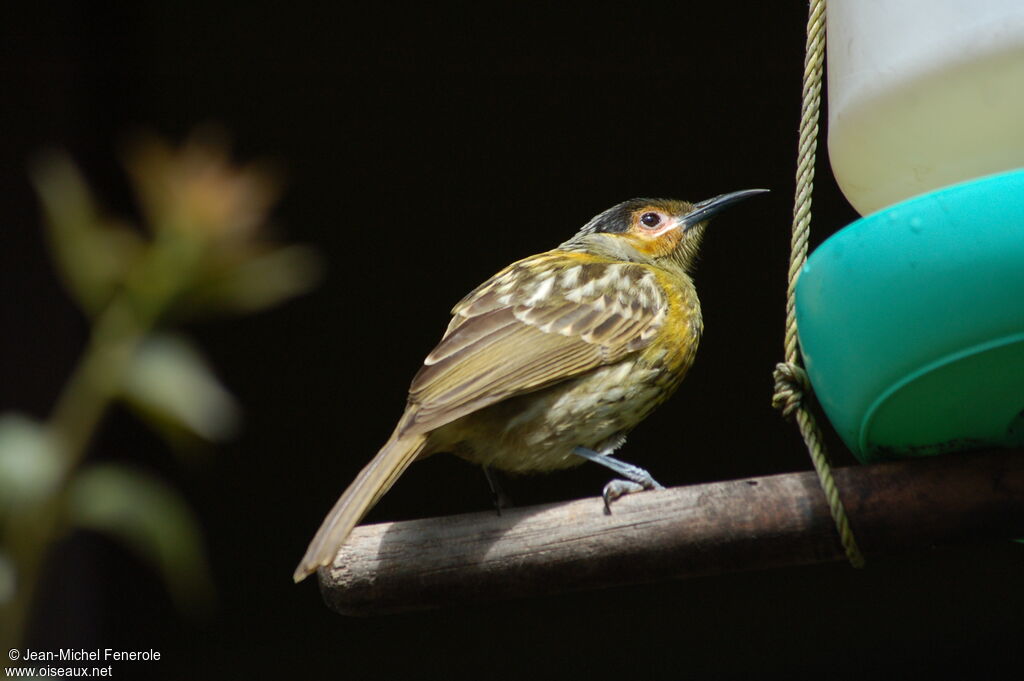 Macleay's Honeyeater