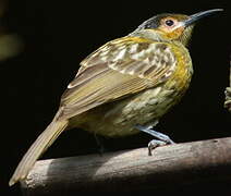 Macleay's Honeyeater