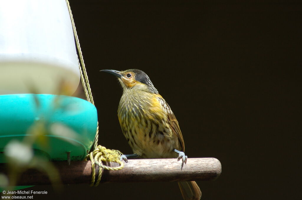 Macleay's Honeyeater