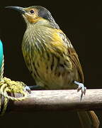 Macleay's Honeyeater