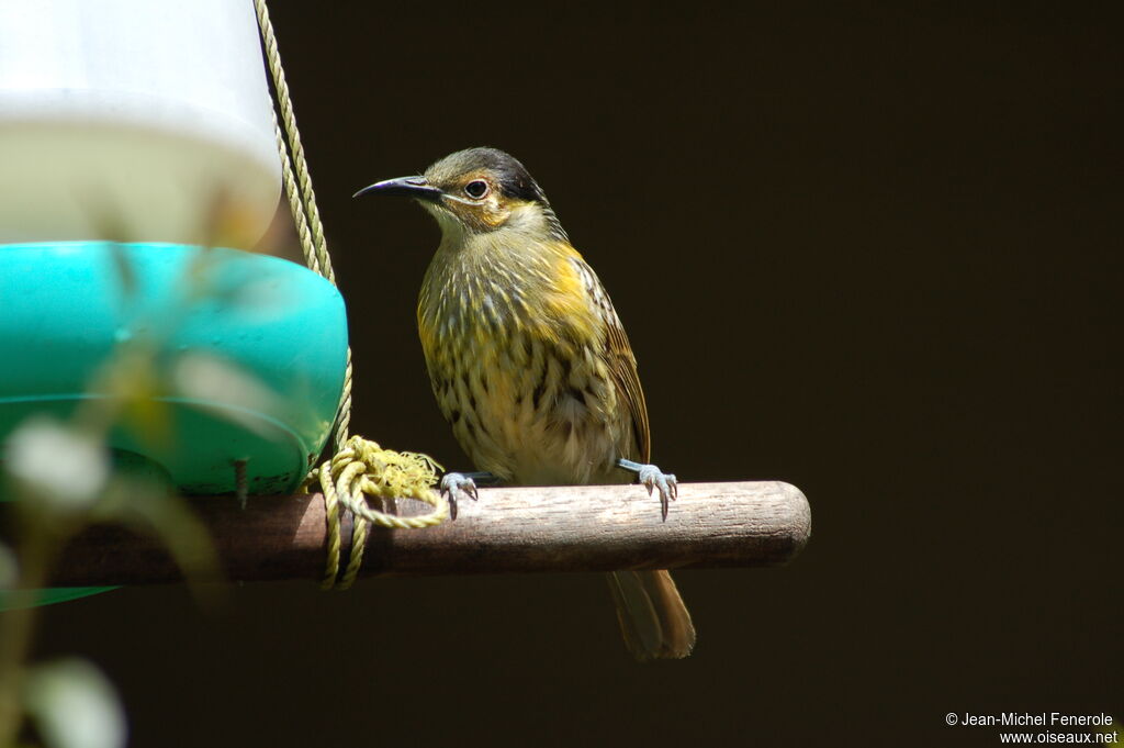 Macleay's Honeyeater