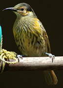 Macleay's Honeyeater