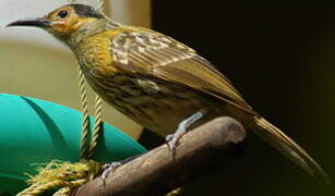 Macleay's Honeyeater