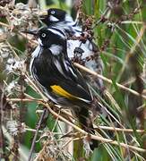 New Holland Honeyeater