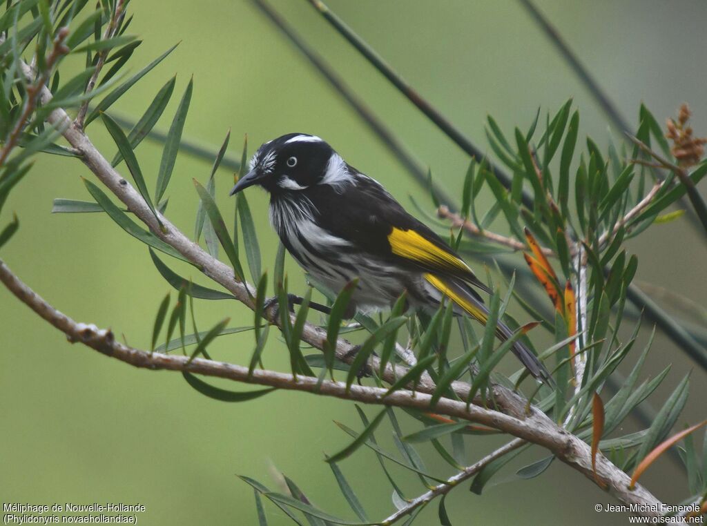 New Holland Honeyeater