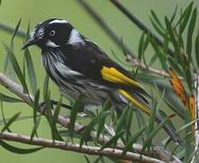 New Holland Honeyeater