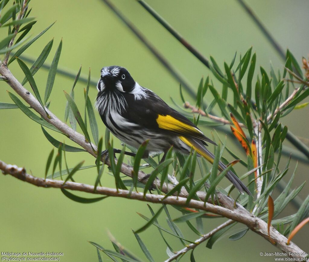 New Holland Honeyeater