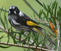 New Holland Honeyeater