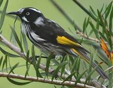 New Holland Honeyeater