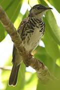 Bar-breasted Honeyeater