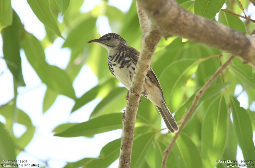 Bar-breasted Honeyeater