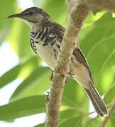 Bar-breasted Honeyeater