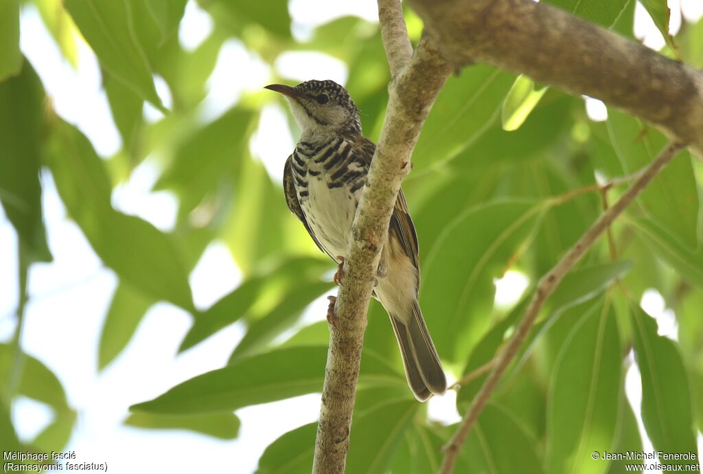 Bar-breasted Honeyeater