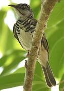 Bar-breasted Honeyeater