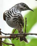 Bar-breasted Honeyeater