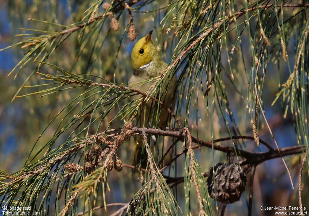 White-plumed Honeyeater