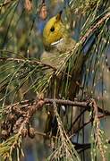 White-plumed Honeyeater