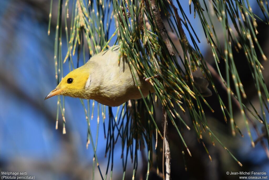 White-plumed Honeyeater