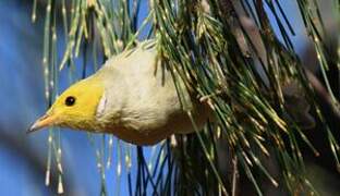 White-plumed Honeyeater