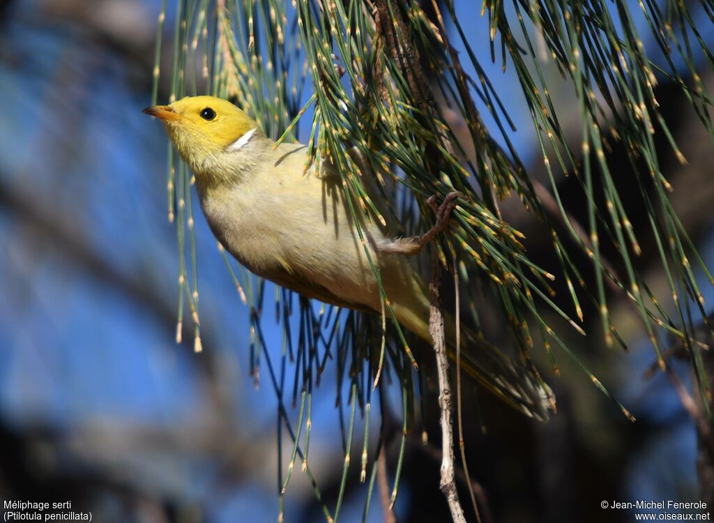 White-plumed Honeyeater