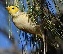 White-plumed Honeyeater