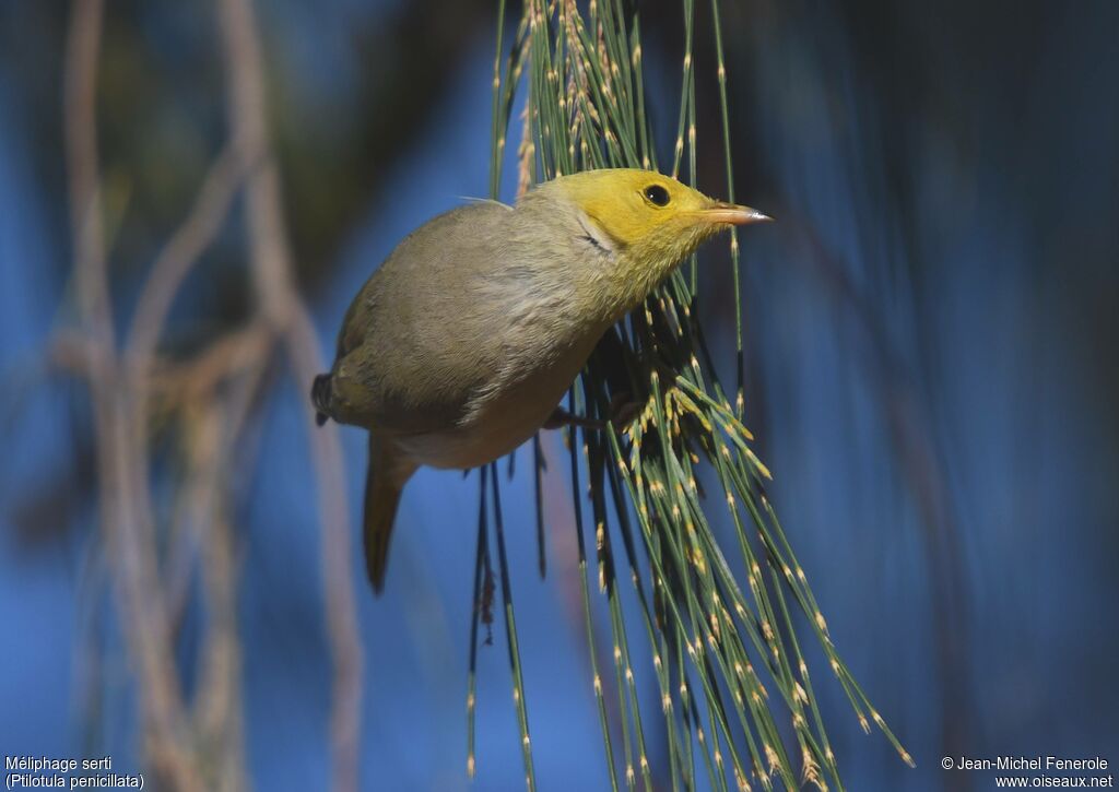 White-plumed Honeyeater