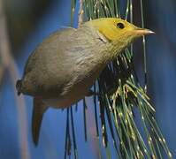 White-plumed Honeyeater