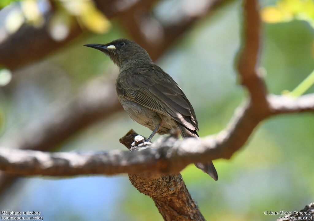 White-gaped Honeyeater